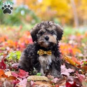 Oliver, Toy Poodle Puppy